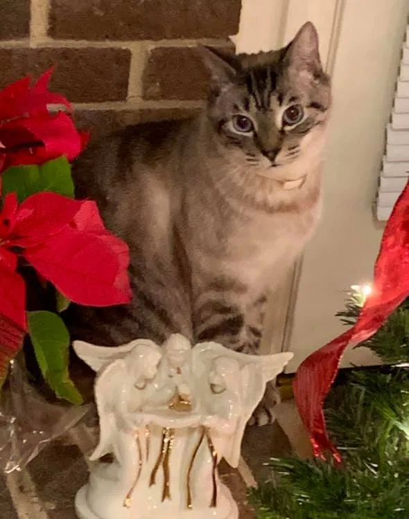 Lost cat in Easley, SC, 29642