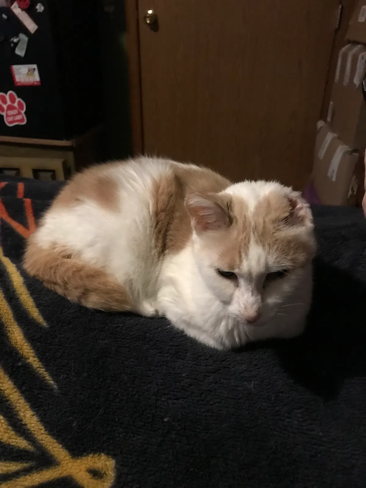 Lost cat in Mccleary, WA, 98557