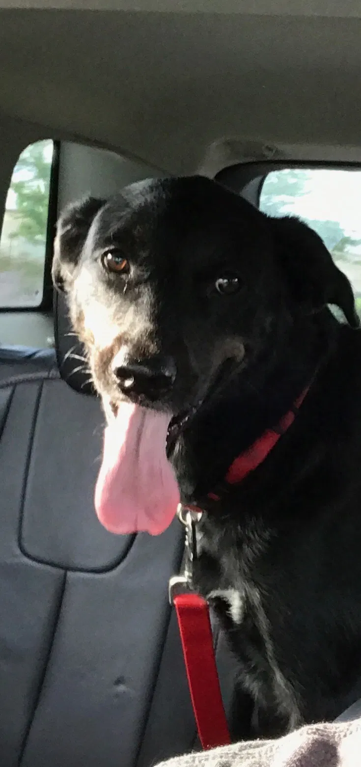 Lost dog in Logan, OH, 43138