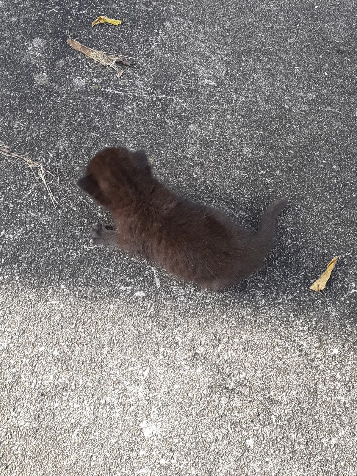 Found cat in Holiday, FL, 34691