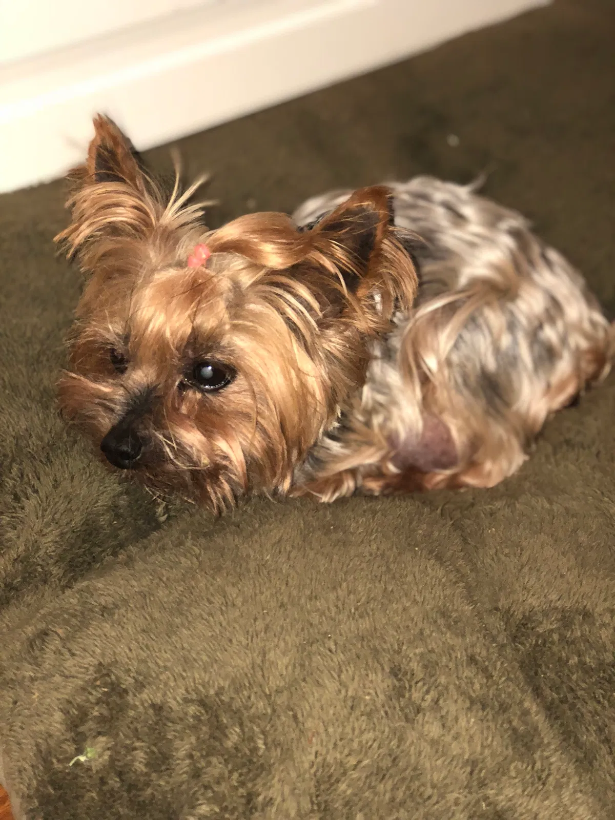 Lost dog in Jacksonville, AR, 72076