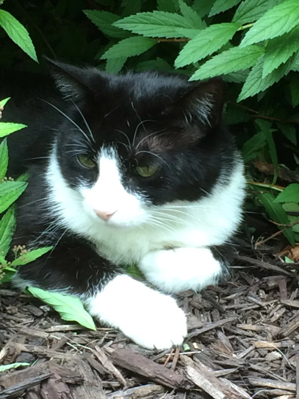 Lost cat in Springfield, MO, 65807