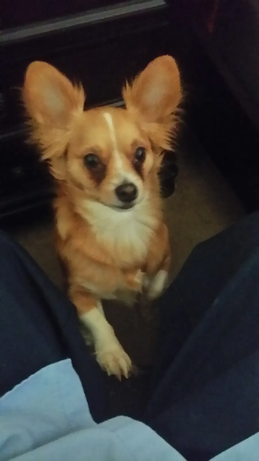 Lost dog in Dayton, TX, 77535