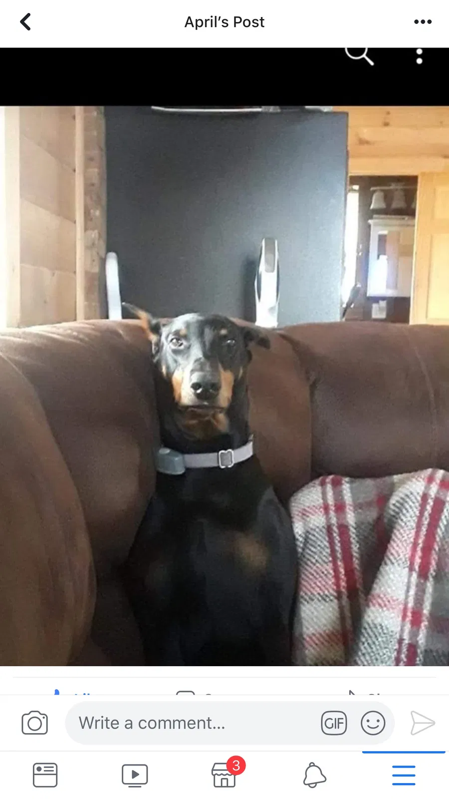 Lost dog in Morral, OH, 43337