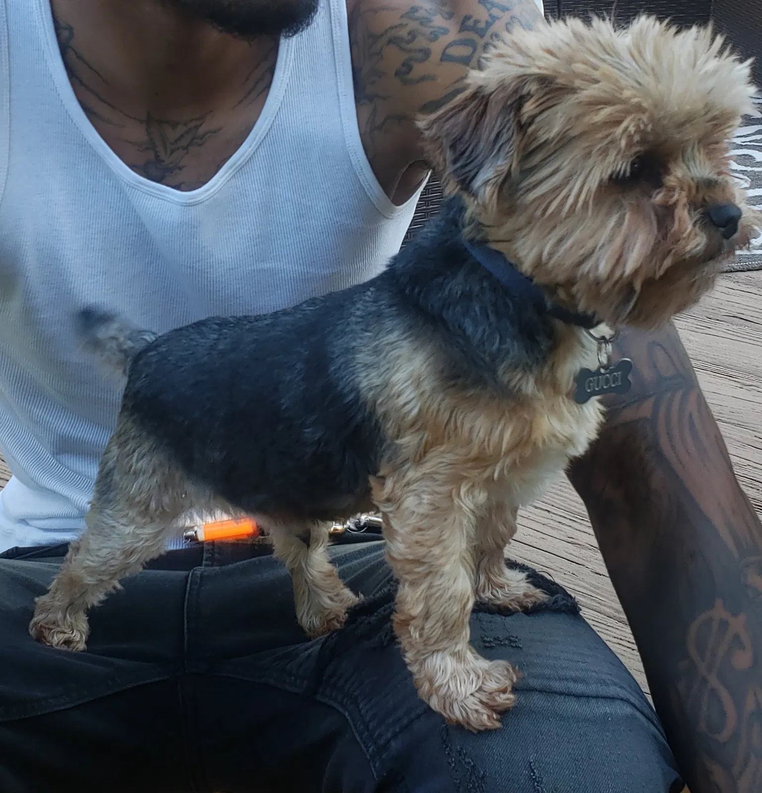 Lost dog in Clinton, MD, 20735