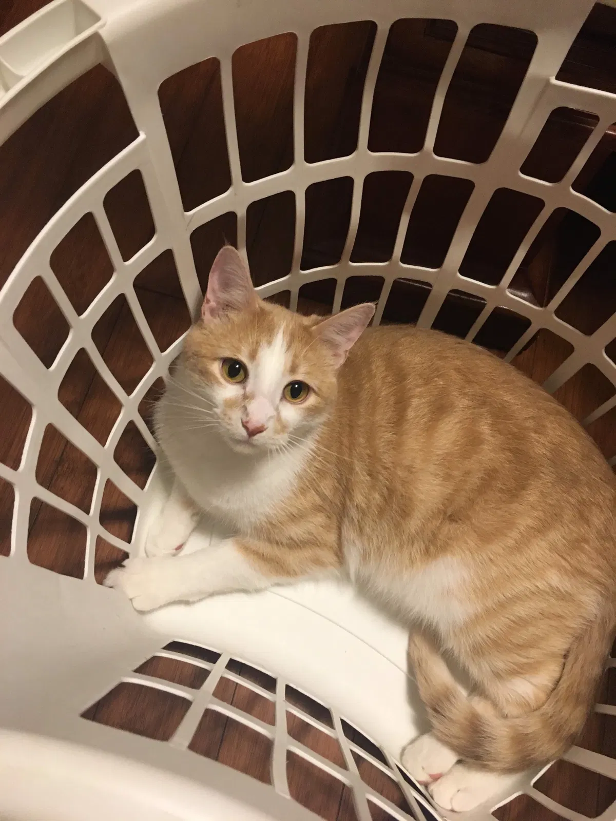 Lost cat in Altoona, WI, 54720