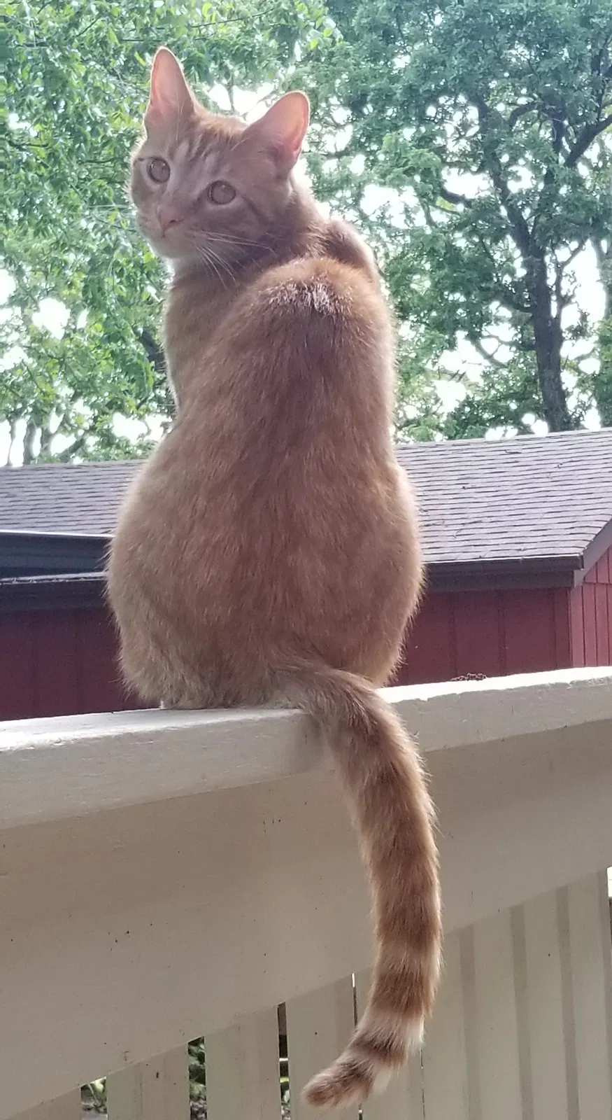 Lost cat in Lake In The Hills, IL, 60156