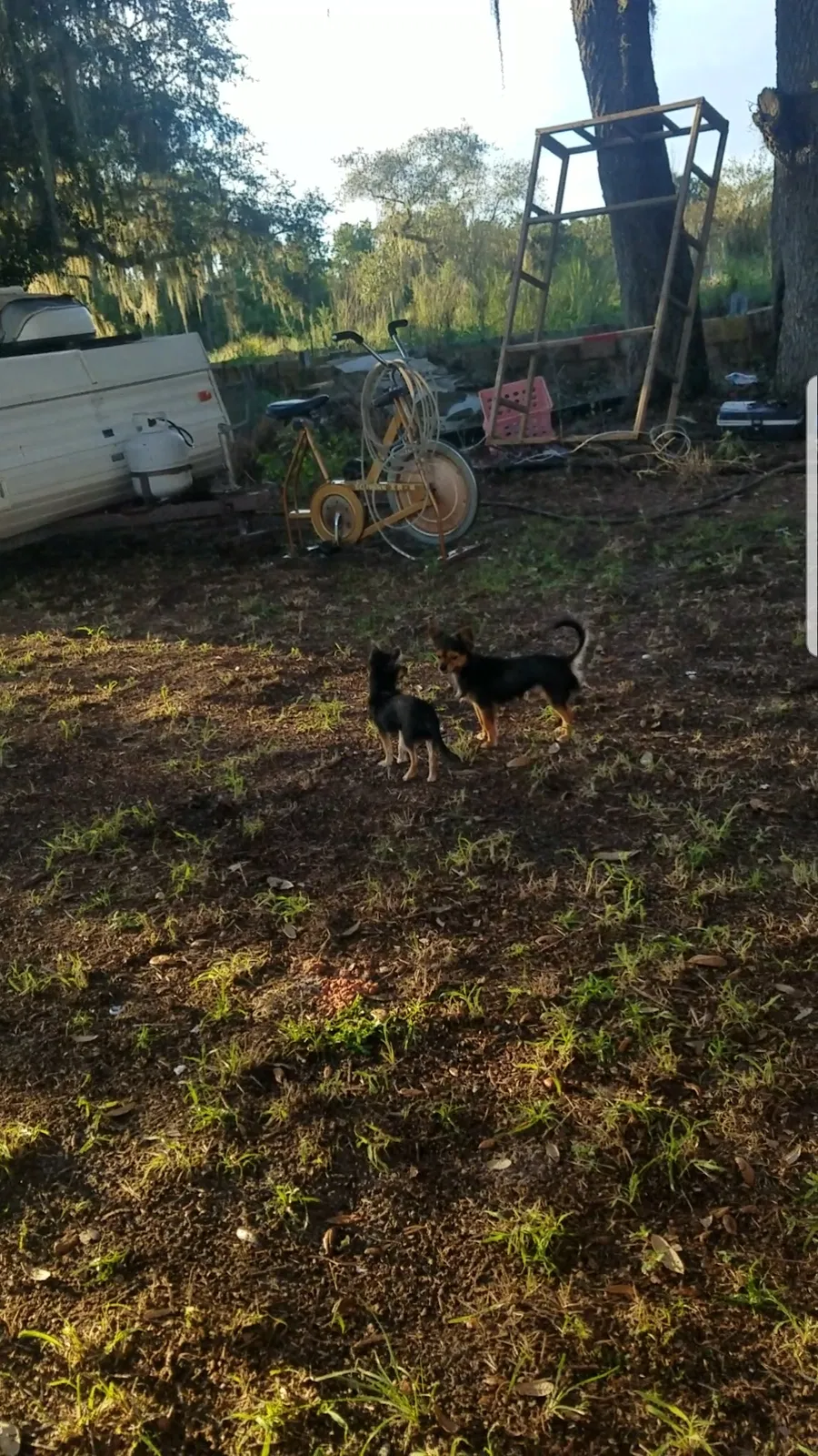 Lost dog in Frostproof, FL, 33843
