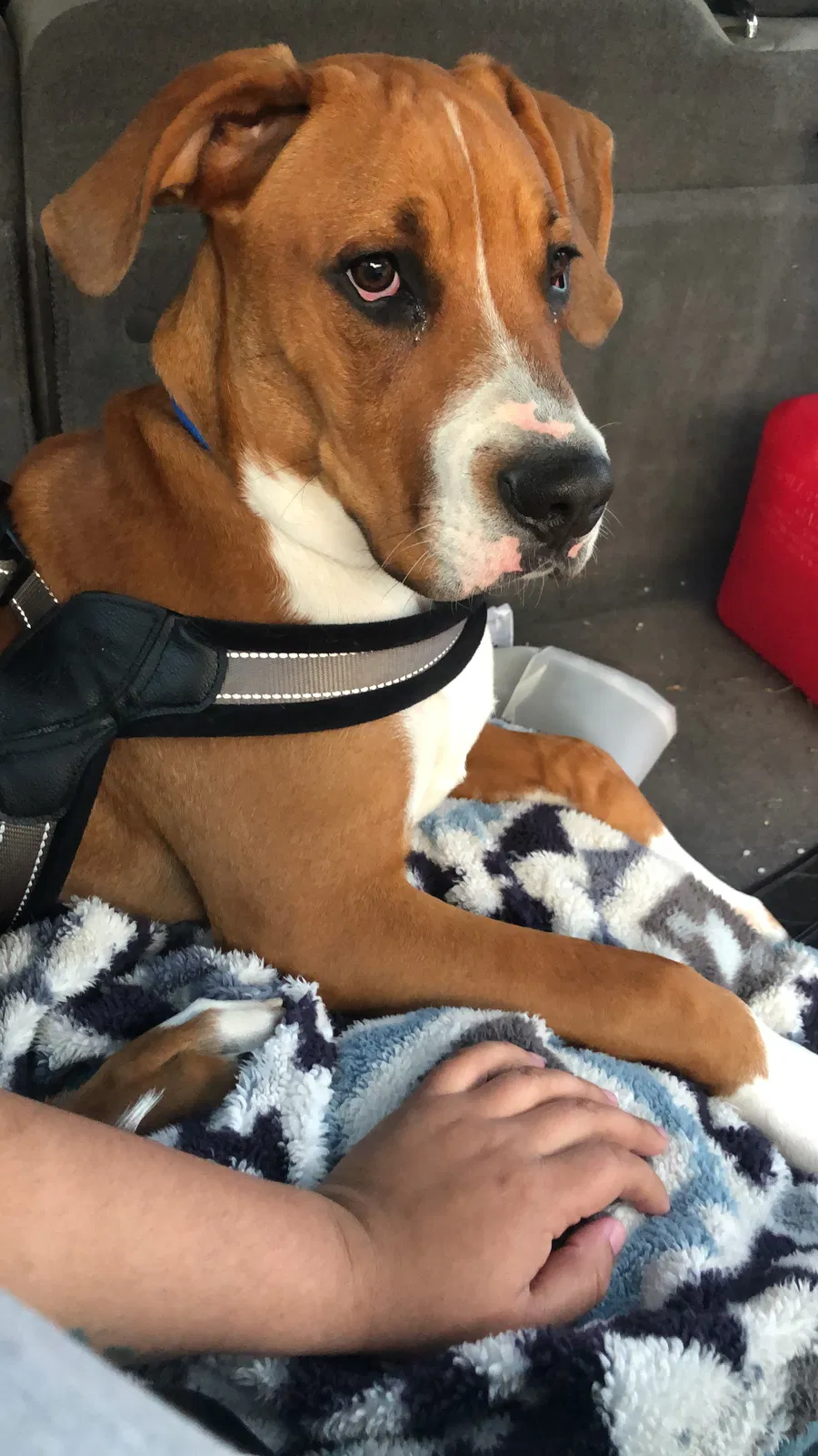 Lost dog in Elkhart, IN, 46516