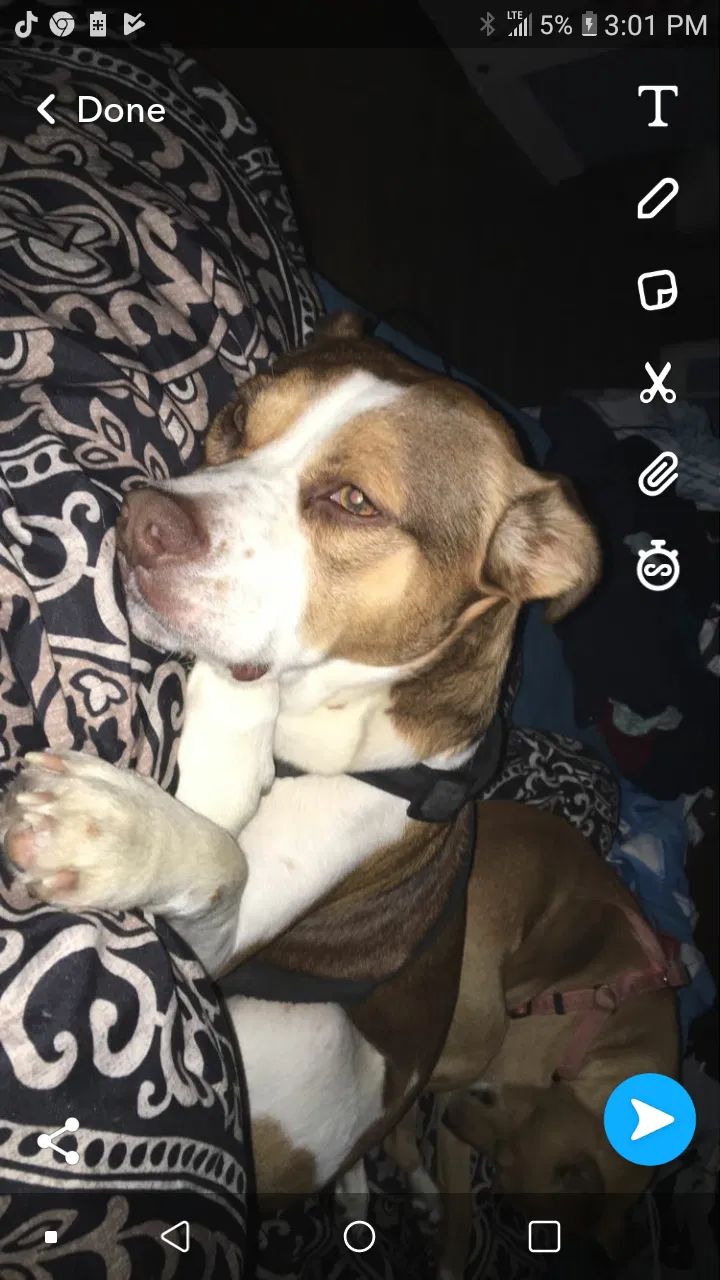 Lost dog in North Little Rock, AR, 72116