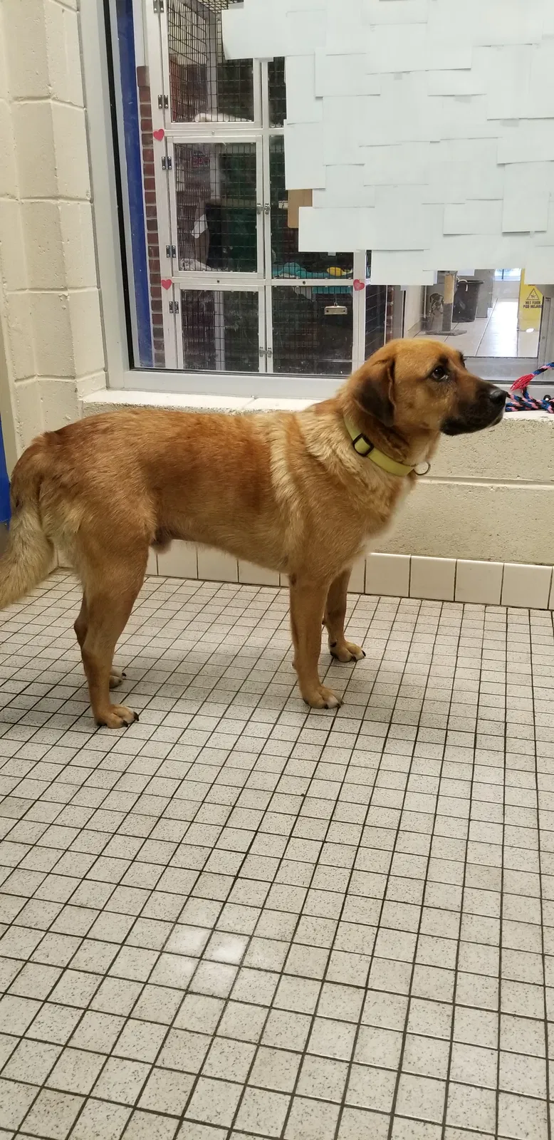 Lost dog in Marydel, MD, 21649