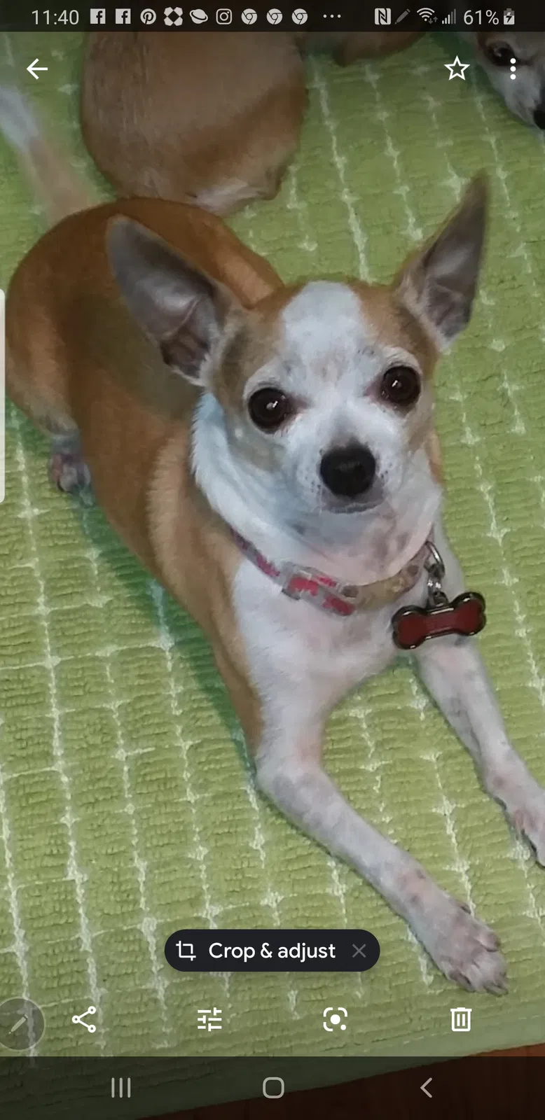 Lost dog in Hollywood, FL, 33020