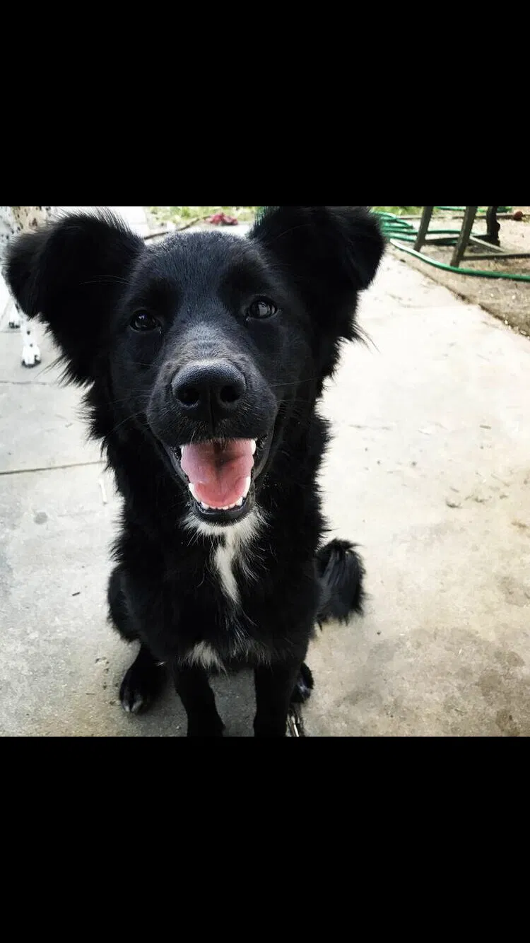 Lost dog in Riverside, CA, 92506