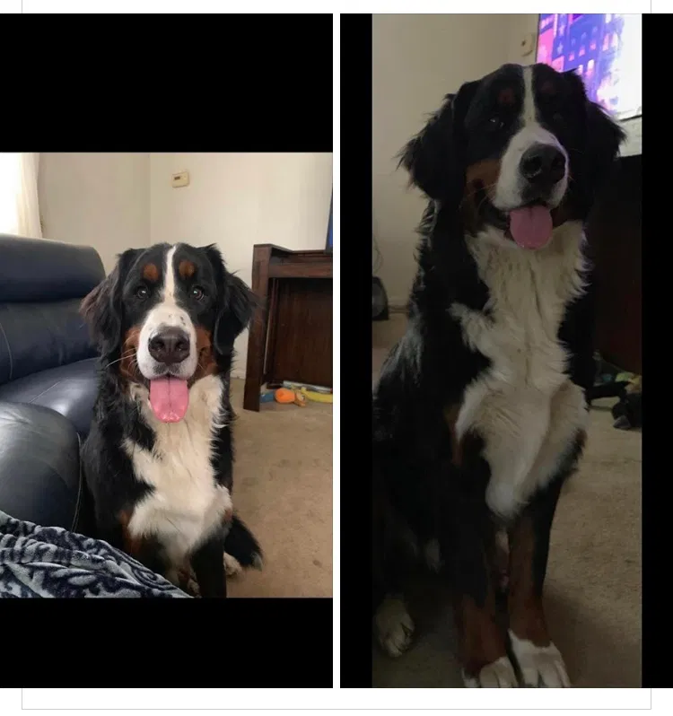 Lost dog in Dayton, OH, 45406