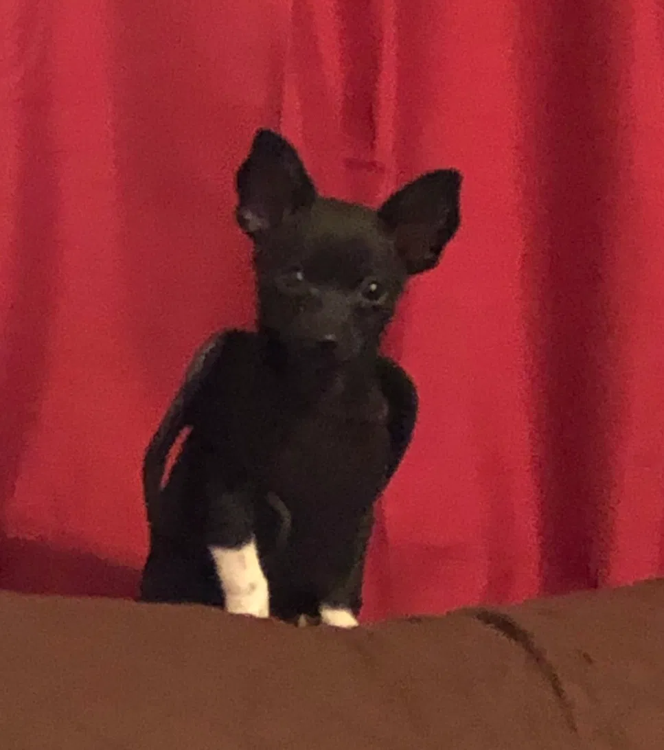 Lost dog in Riverside, CA, 92501
