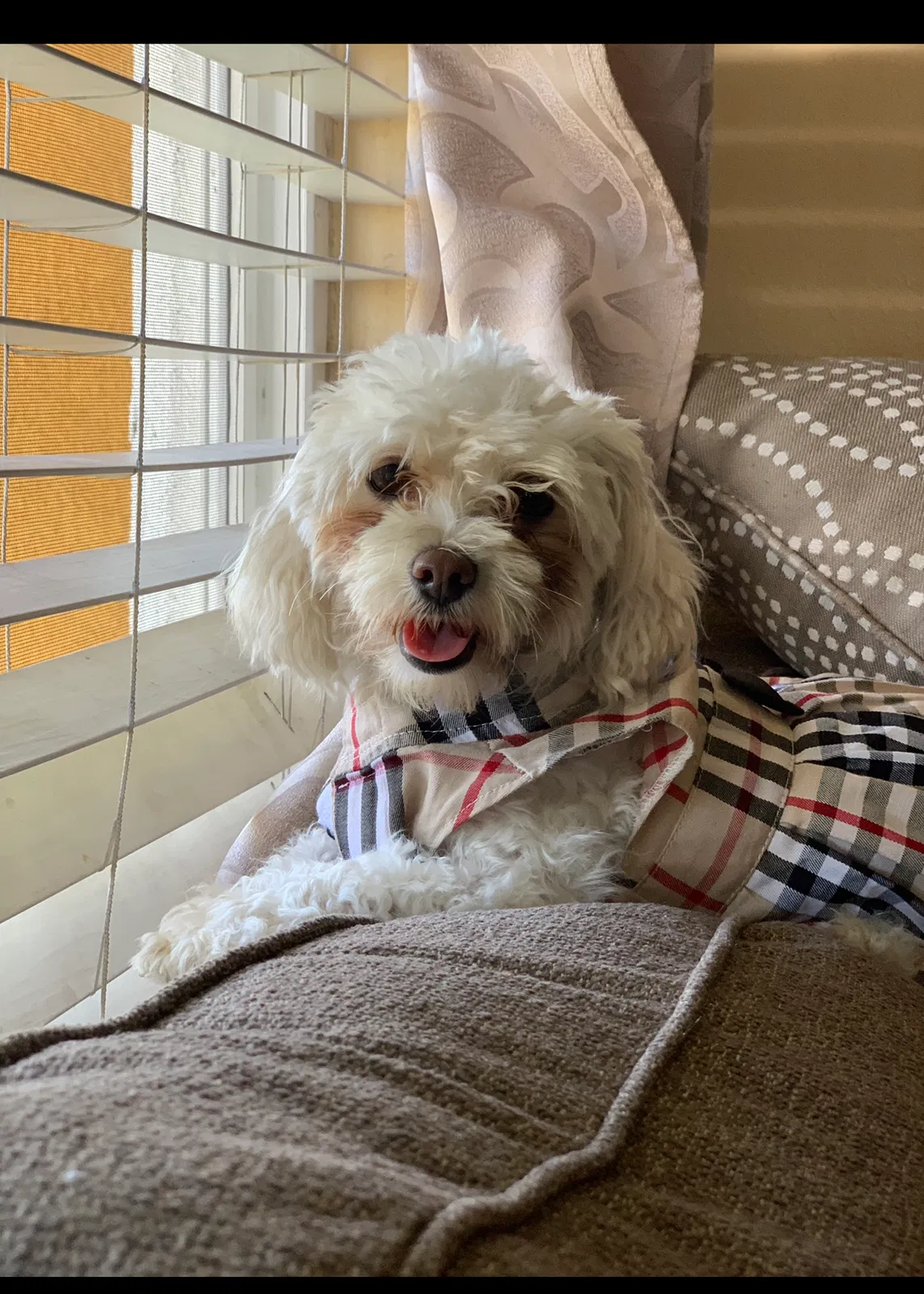 Lost dog in Compton, CA, 90221
