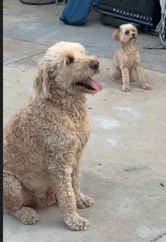 Lost dog in San Dimas, CA, 91773