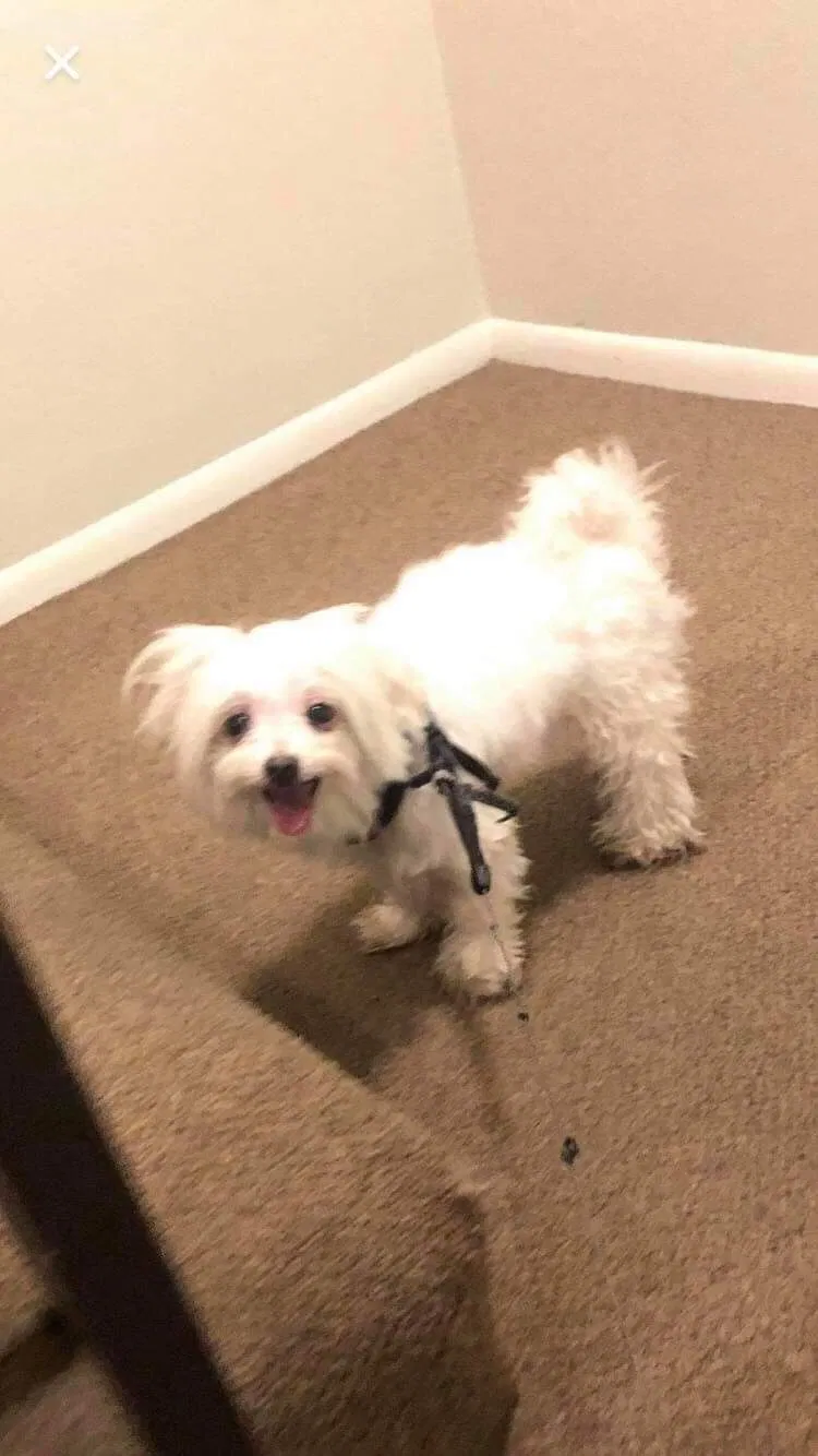 Lost dog in Granada Hills, CA, 91344
