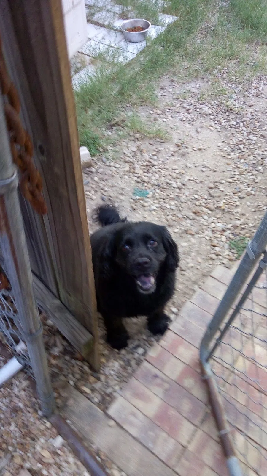 Lost dog in Round Rock, TX, 78665