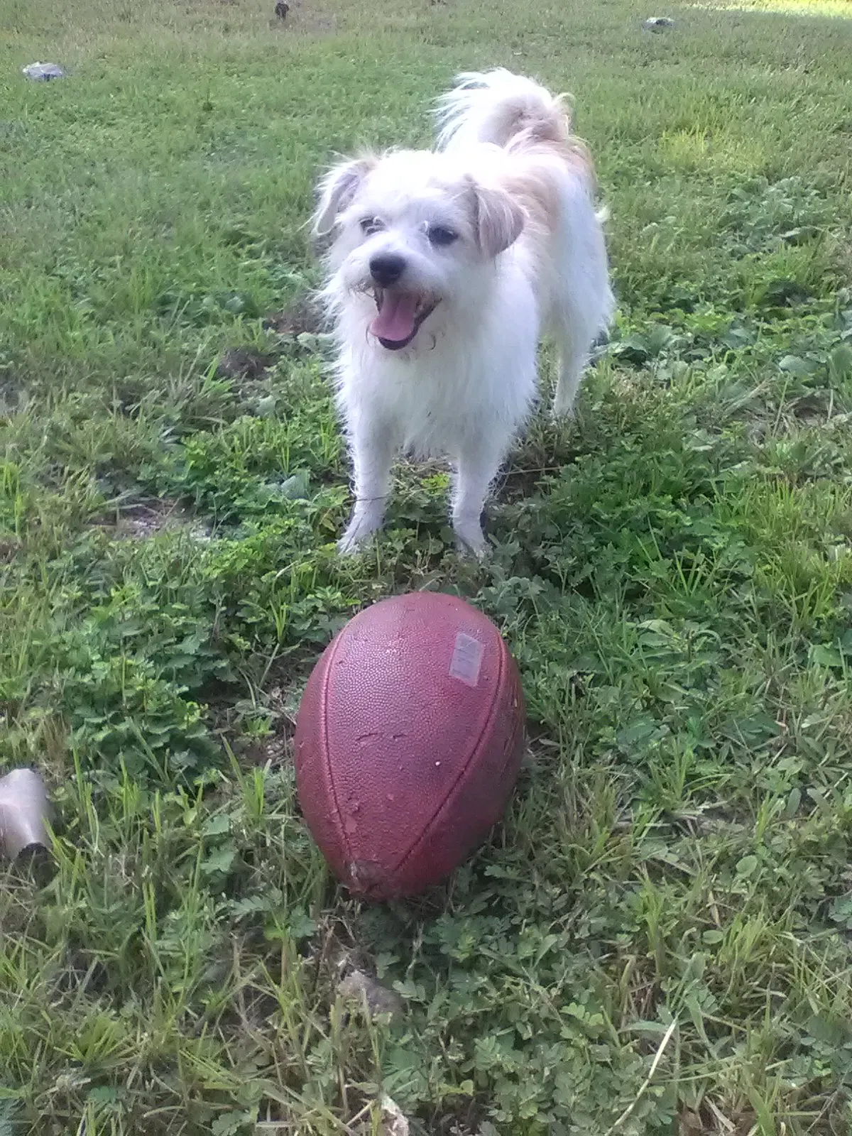 Lost dog in Dayton, TX, 77535