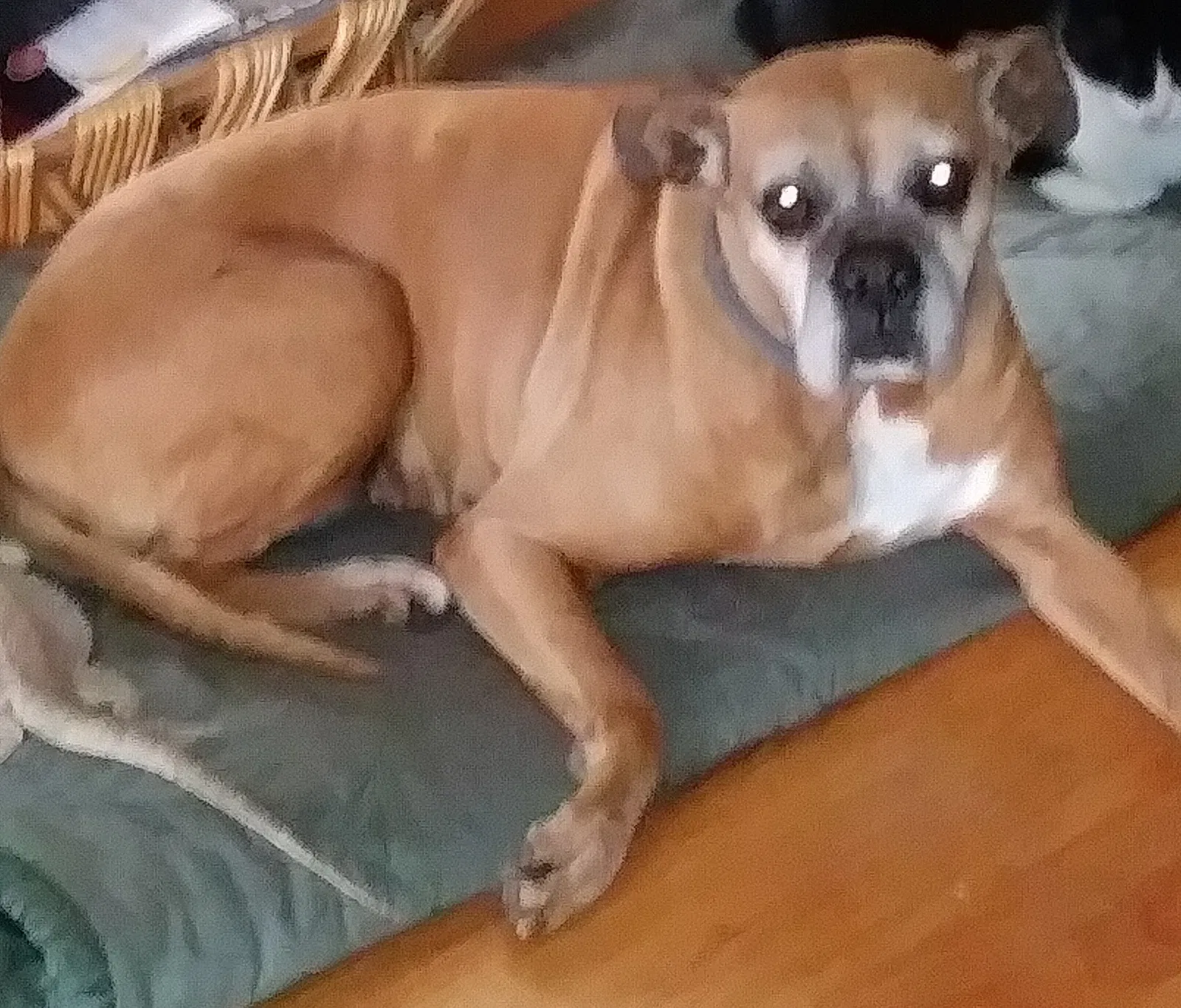 Lost dog in San Leandro, CA, 94577