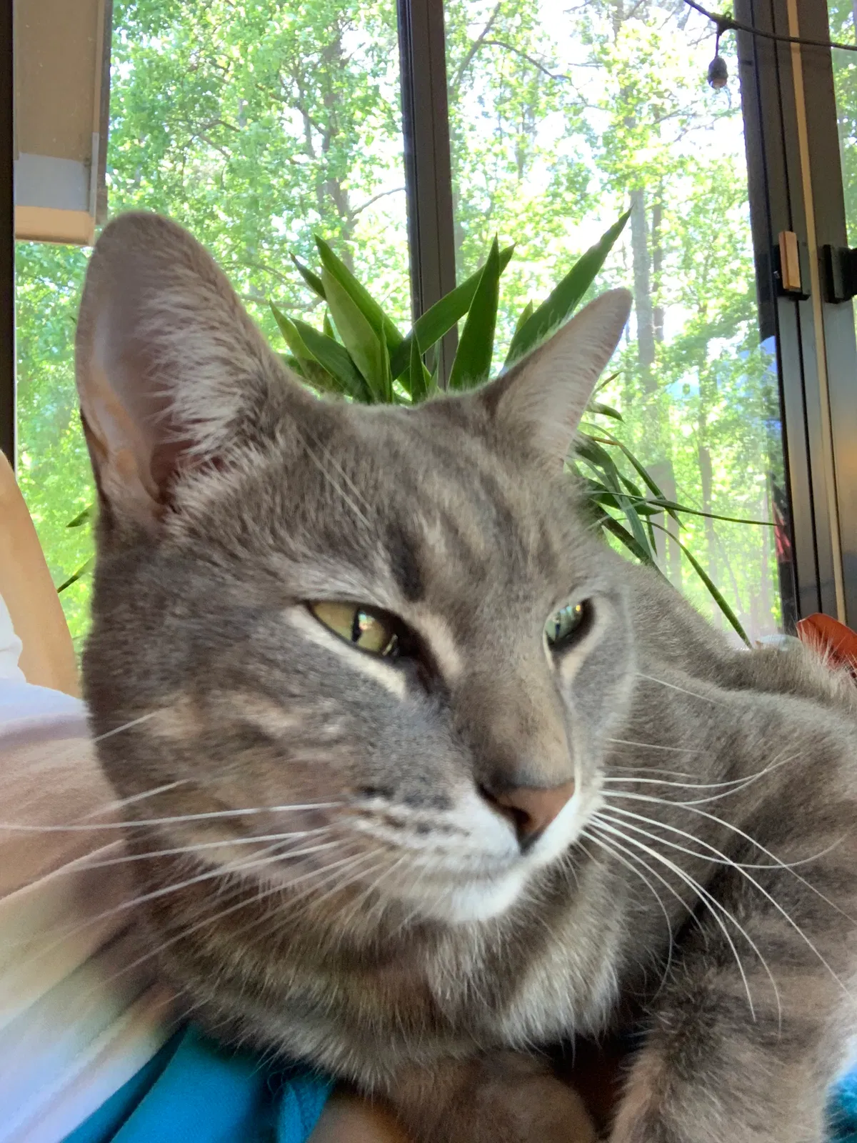 Lost cat in Kennesaw, GA, 30144