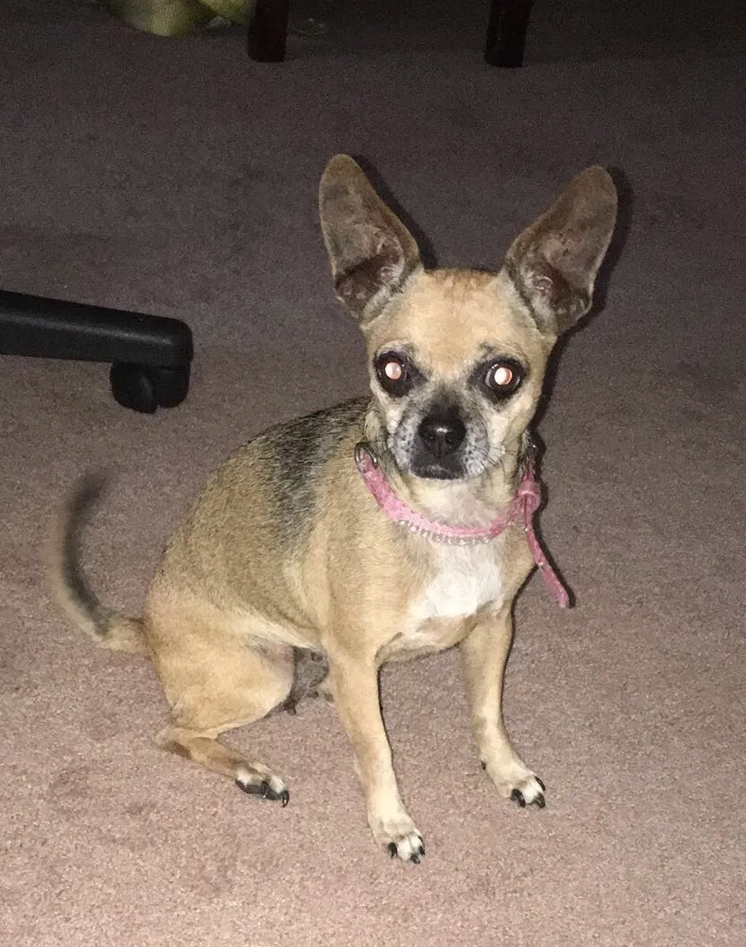 Lost dog in Baytown, TX, 77520
