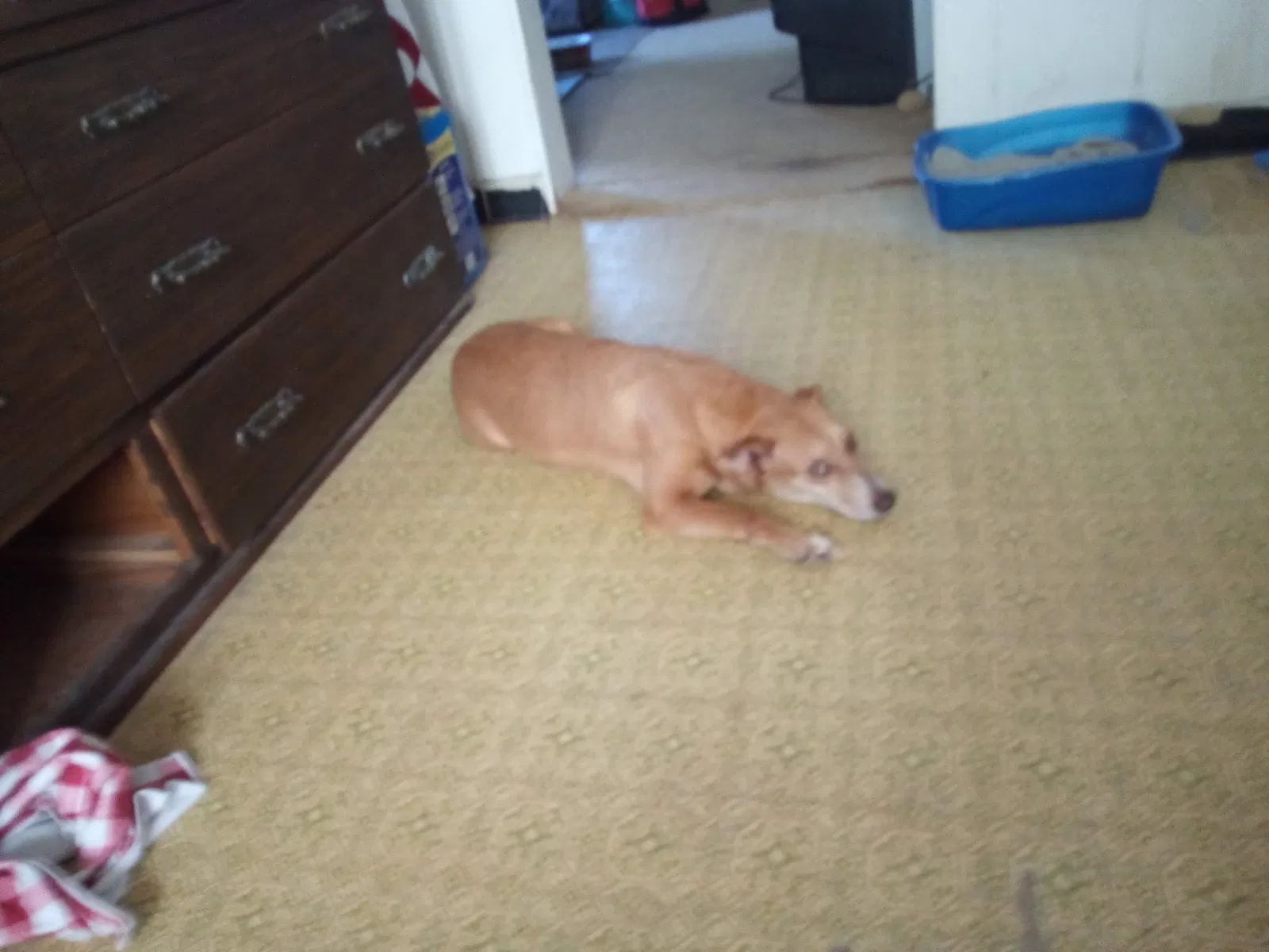 Lost dog in Cameron, NC, 28326