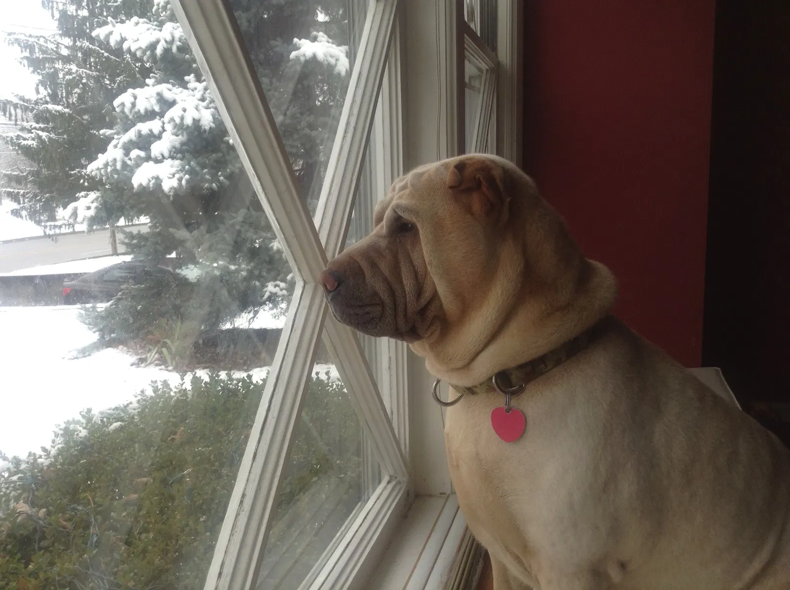 Lost dog in Louisville, KY, 40272