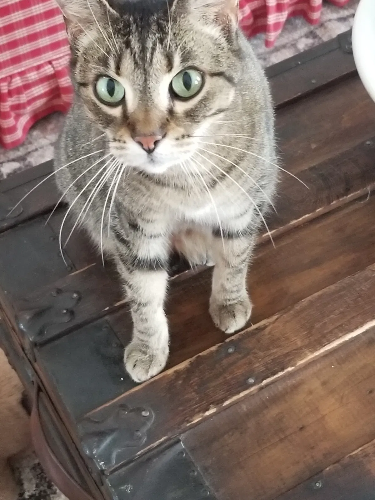Lost cat in Peotone, IL, 60468