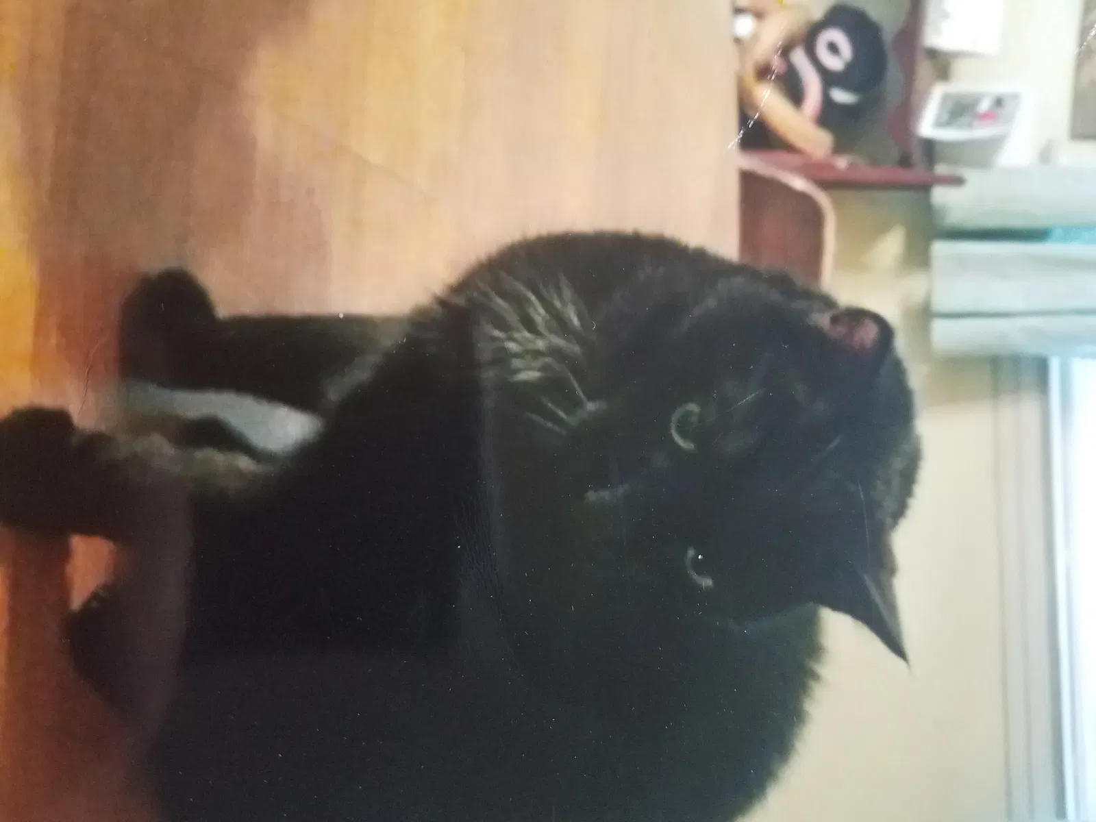 Lost cat in Wisconsin Dells, WI, 53965