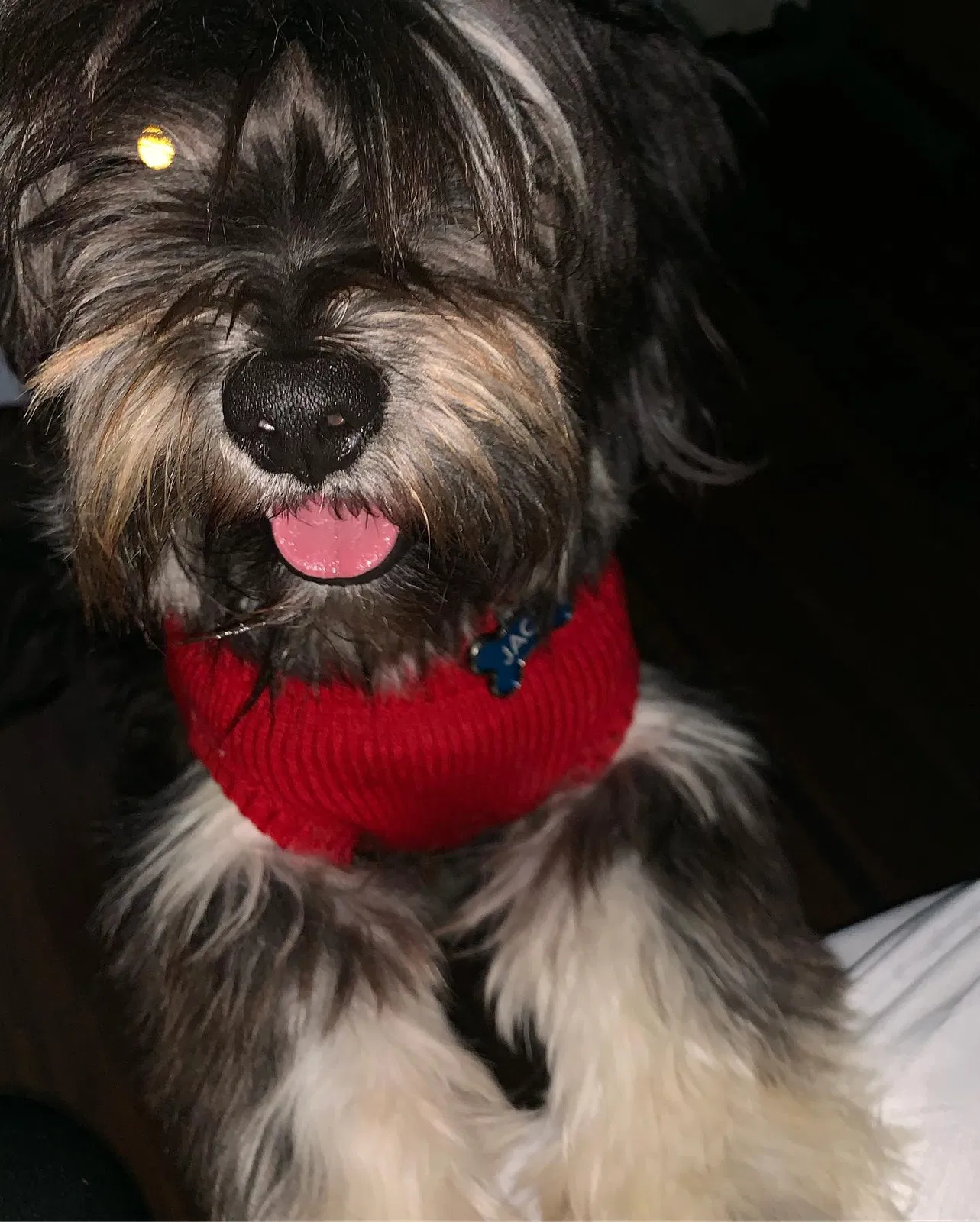 Lost dog in Channelview, TX, 77530