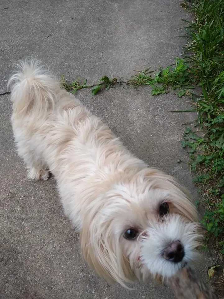 Lost dog in Milwaukee, WI, 53207