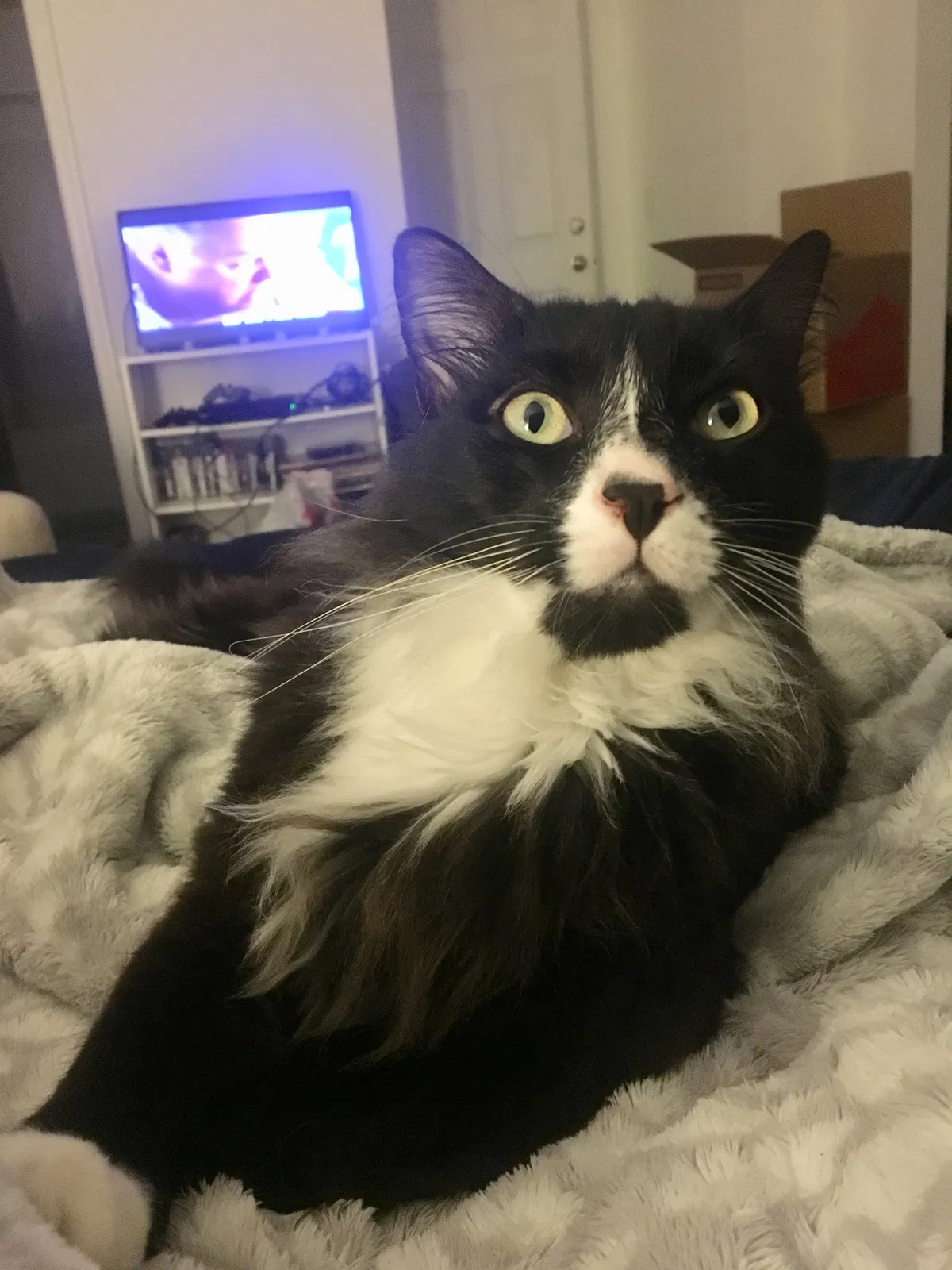 Lost cat in Tallahassee, FL, 32304