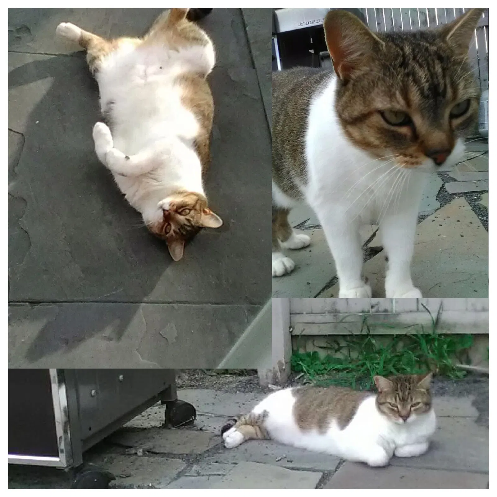 Missing Cat