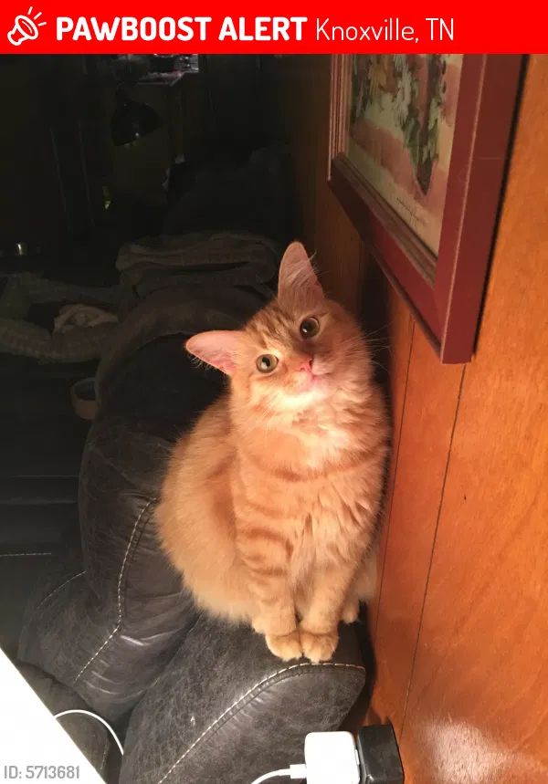 Lost cat in Knoxville, TN, 37938