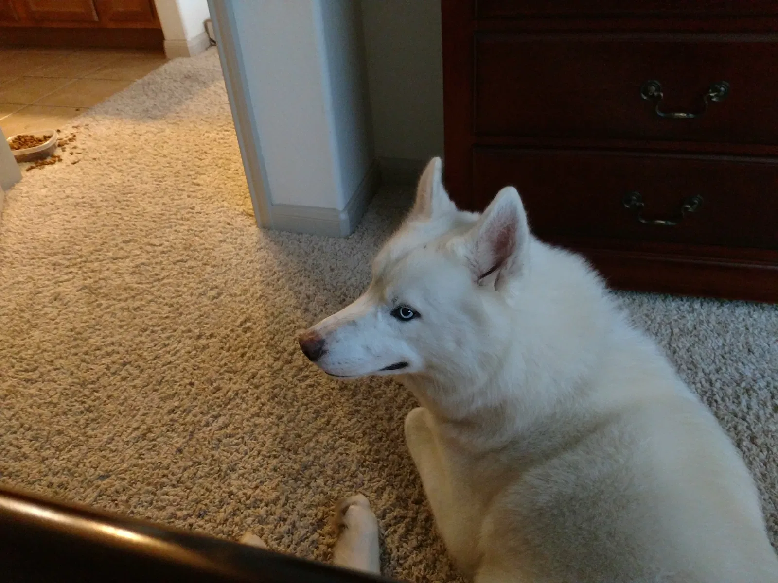 Lost dog in Atlanta, GA, 30316