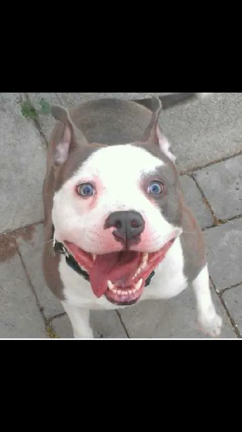 Lost dog in San Leandro, CA, 94577