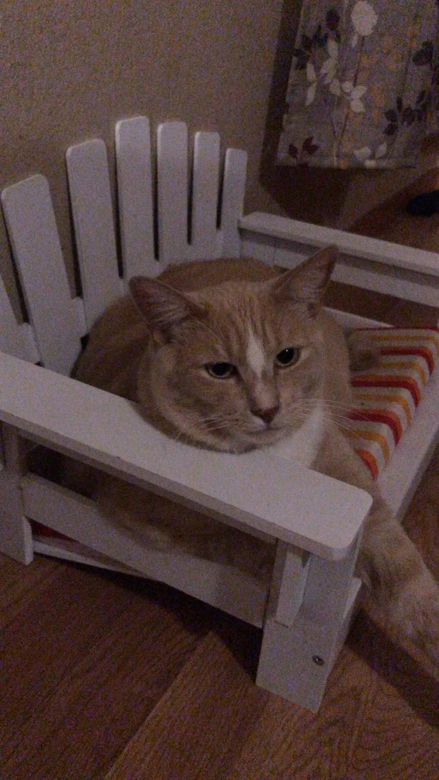 Lost cat in El Centro, CA, 92243