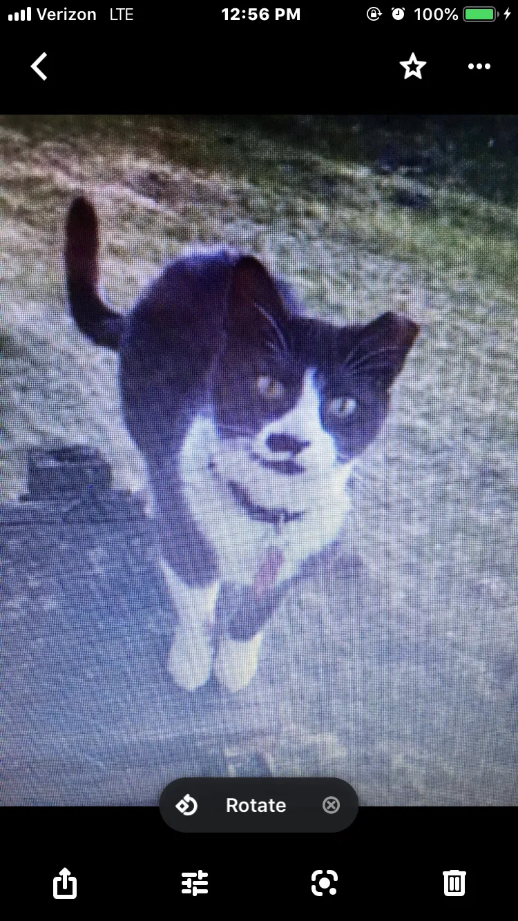 Lost cat in Kent City, MI, 49330