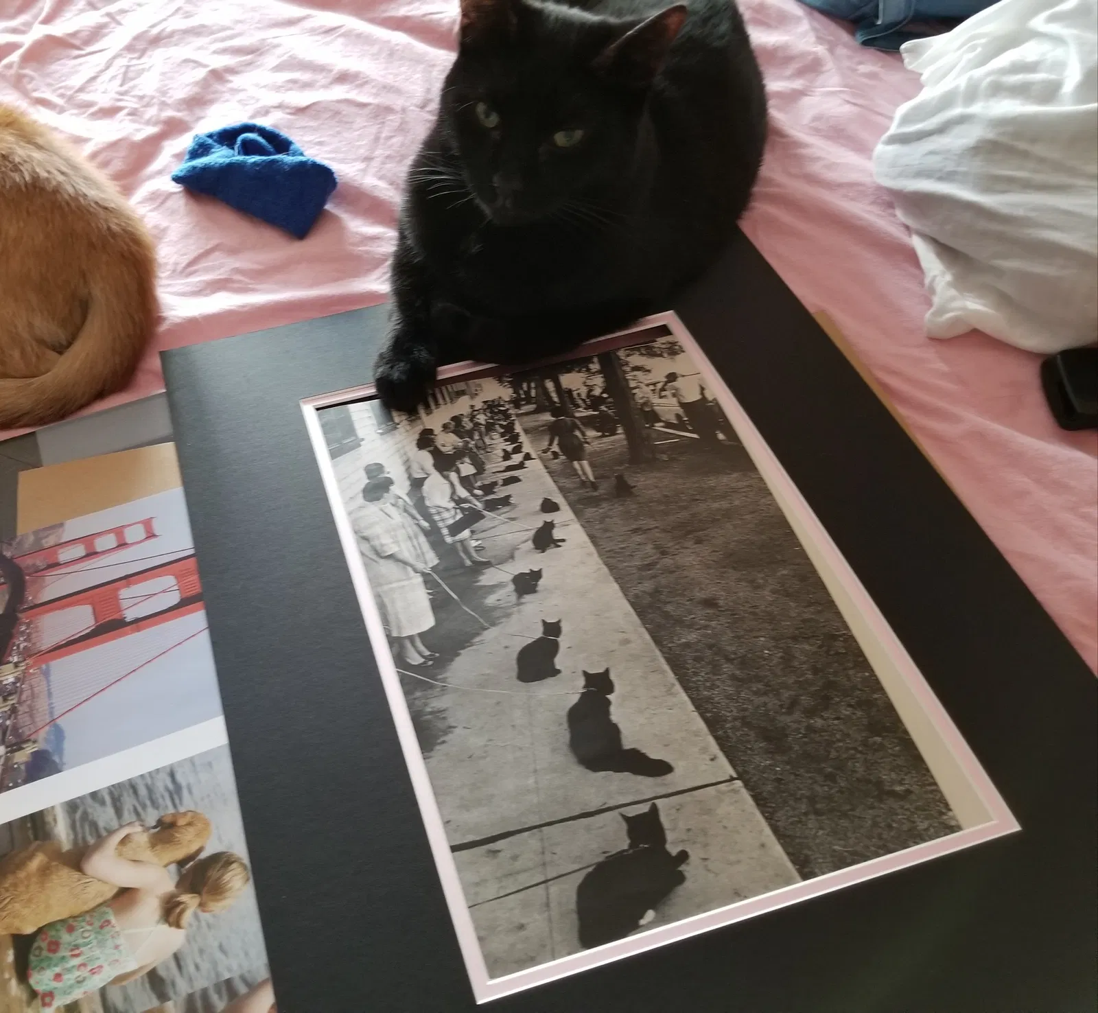 Lost cat in Columbus, OH, 43085