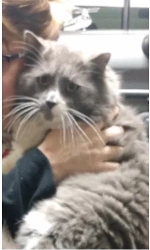 Lost cat in Prince Frederick, MD, 20678