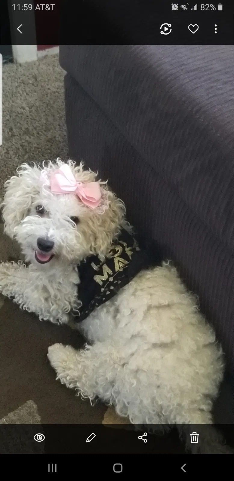 Lost dog in Fresno, CA, 93705