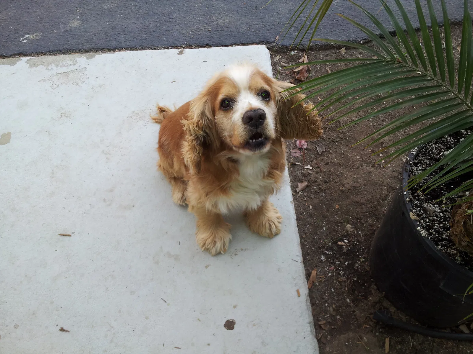 Lost dog in Oxnard, CA, 93033