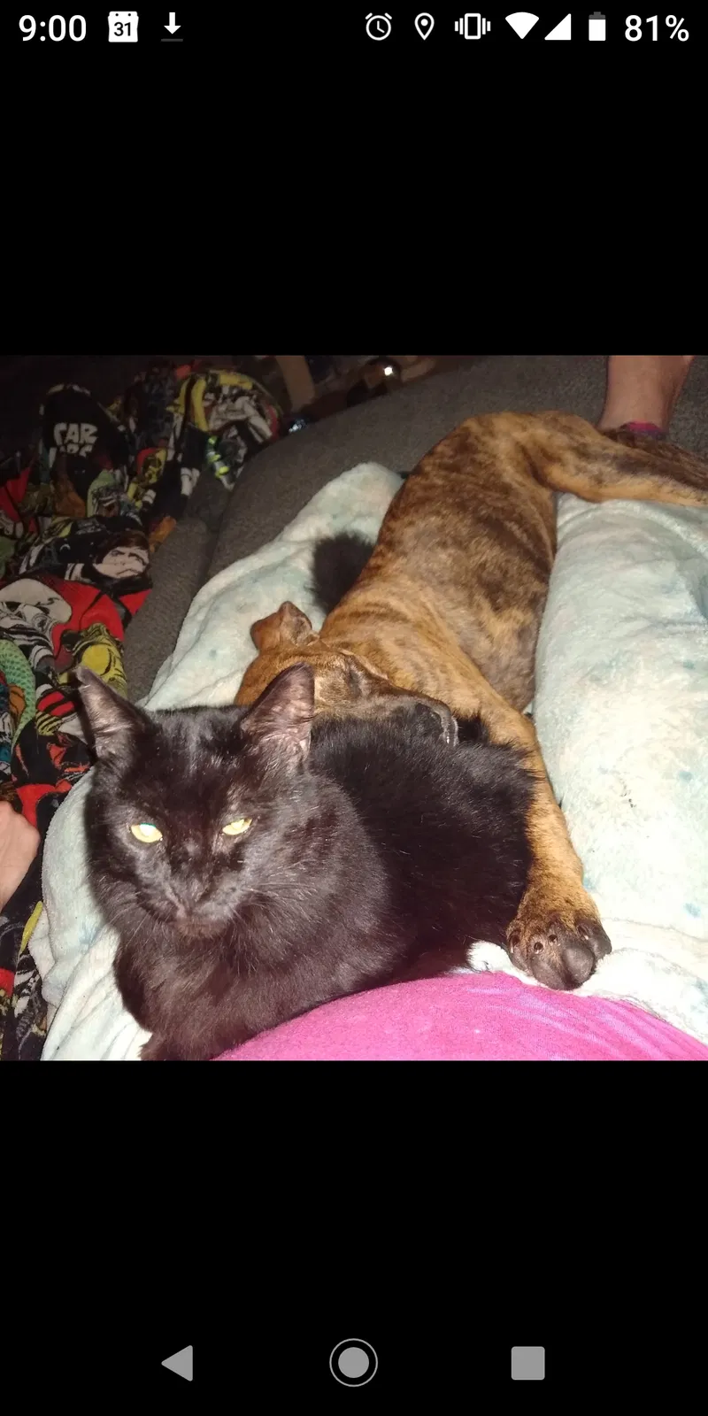 Lost cat in Toledo, OH, 43615