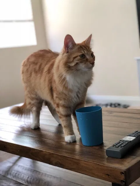 Lost cat in Irvine, CA, 92618