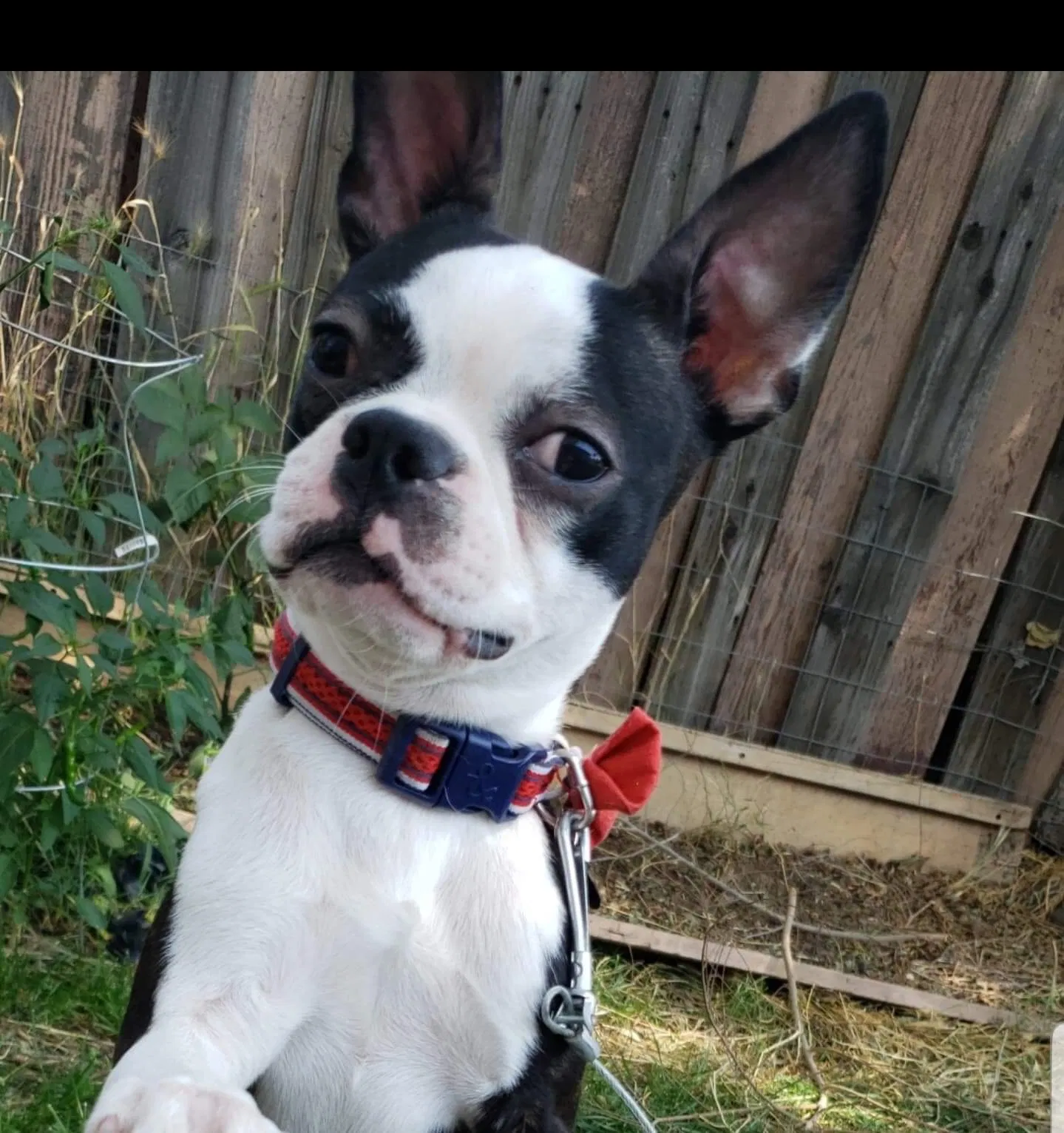 Lost dog in Yakima, WA, 98901