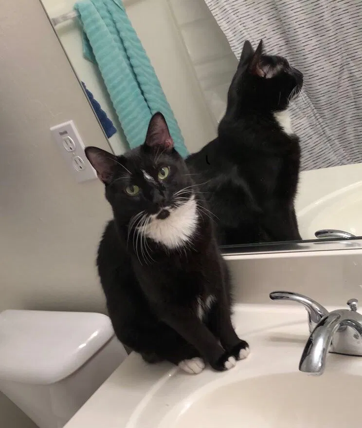 Lost cat in Phoenix, AZ, 85083