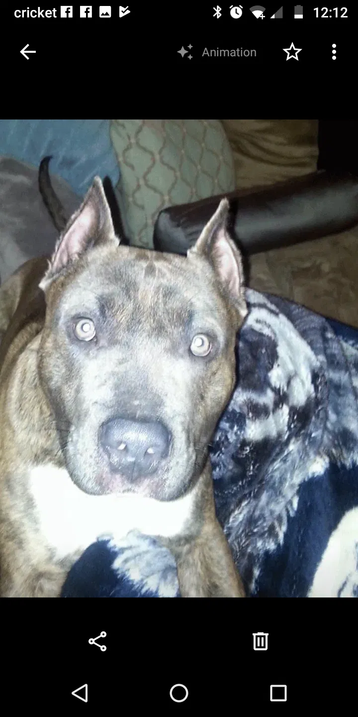 Lost dog in Zephyrhills, FL, 33541