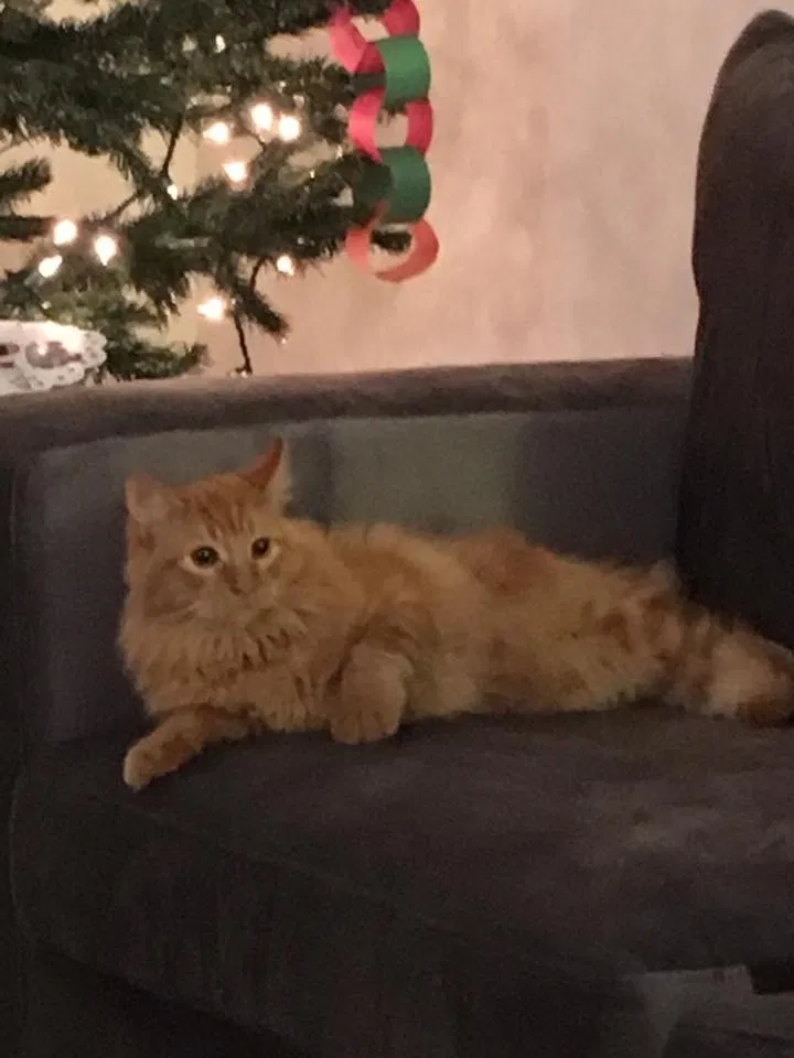 Lost cat in Huntington Beach, CA, 92648